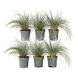 PLANT IN A BOX - Fétuque - Set de 6 - Festuca glauca 'Elijah Blue' - Hauteur 10-15cm - ⌀9cm - vignette