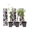 PLANT IN A BOX - Jasmin étoilé - Set de 3 - Jasminum 'Officinale' - Hauteur 25-40cm - ⌀9cm - vignette