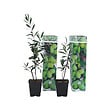 PLANT IN A BOX - Olivier - Set de 2 - Olea europaea - Hauteur 25-40cm - ⌀9cm - vignette