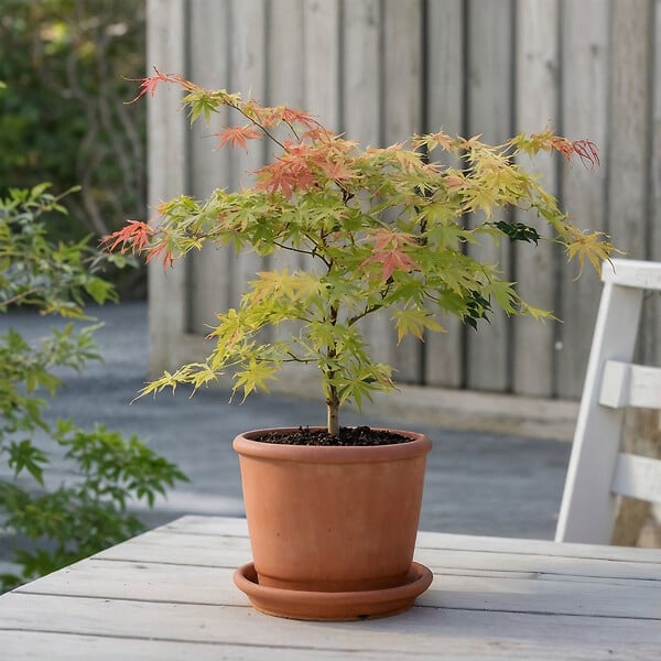 PLANT IN A BOX - Érable du Japon - Acer palmatum 'Moonrise' - Hauteur 40-50cm - ⌀19cm - large