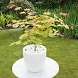 PLANT IN A BOX - Érable du Japon - Acer palmatum 'Moonrise' - Hauteur 40-50cm - ⌀19cm - vignette