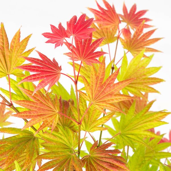 PLANT IN A BOX - Érable du Japon - Acer palmatum 'Moonrise' - Hauteur 40-50cm - ⌀19cm - large