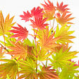 PLANT IN A BOX - Érable du Japon - Acer palmatum 'Moonrise' - Hauteur 40-50cm - ⌀19cm - vignette