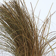PLANT IN A BOX - Mélange de graminées - Set de 6 - Stipa, Festuca, Carex - H15-25cm - ⌀10,5cm - vignette