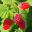 PLANT IN A BOX - Framboise de Tay - Set de 3 - Rubus 'Tayberry' - Hauteur 25-40cm - ⌀9cm - vignette