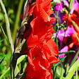 PLANT IN A BOX - Mélange de bulbes des Pays-Bas - Set de 125 - Gladiolus, Dahlia, Freesia - vignette