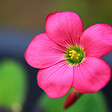 PLANT IN A BOX - Mélange de bulbes pour le jardin - Set de 250 - Dahlia Gladiolus Freesia Oxalis - vignette