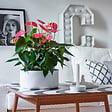 PLANT IN A BOX - Langue de feu - Anthurium 'Maine Pink' - Hauteur 55-70cm - Pot 17cm - vignette
