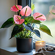 PLANT IN A BOX - Langue de feu - Anthurium 'Maine Pink' - Hauteur 55-70cm - Pot 17cm - vignette