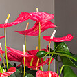 PLANT IN A BOX - Langue de feu - Anthurium 'Maine Pink' - Hauteur 55-70cm - Pot 17cm - vignette