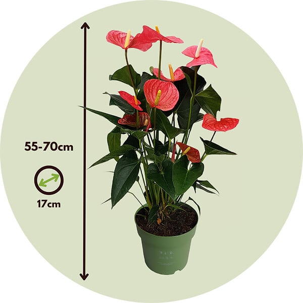 PLANT IN A BOX - Langue de feu - Anthurium 'Maine Pink' - Hauteur 55-70cm - Pot 17cm - large