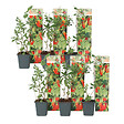 PLANT IN A BOX - Baie de Goji - Set de 6 - Lycium barbarum - Hauteur 25-40cm - ⌀9cm - vignette