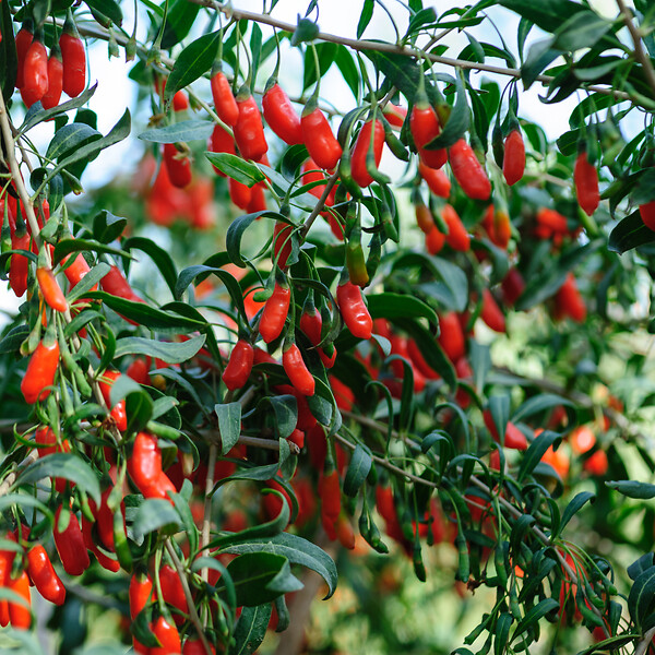 PLANT IN A BOX - Baie de Goji - Set de 6 - Lycium barbarum - Hauteur 25-40cm - ⌀9cm - large