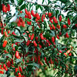 PLANT IN A BOX - Baie de Goji - Set de 6 - Lycium barbarum - Hauteur 25-40cm - ⌀9cm - vignette
