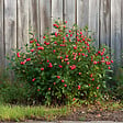 PLANT IN A BOX - Mélange de plantes fruitières - Set de 3 - Lycium, Vaccinium - H25-40cm - ⌀9cm - vignette