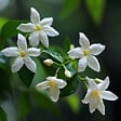 PLANT IN A BOX - Jasmin étoilé - Set de 3 - Jasminum 'Officinale' - Hauteur 25-40cm - ⌀9cm - vignette