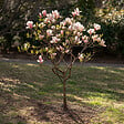 PLANT IN A BOX - Arbre à tulipes - Set de 3 - Magnolia - Hauteur 25-40cm - ⌀9cm - vignette