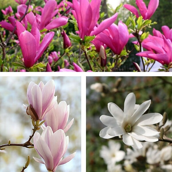 PLANT IN A BOX - Arbre à tulipes - Set de 3 - Magnolia - Hauteur 25-40cm - ⌀9cm - large