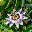 PLANT IN A BOX - Passiflore - Set de 3 - Passiflora hybridum - Hauteur 25-40cm - ⌀9cm - vignette
