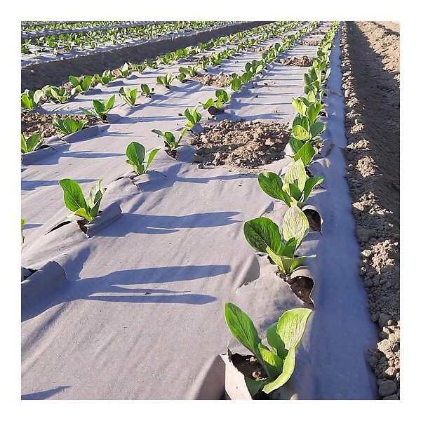 KZ GARDEN - Toile de paillage Agricole 1.20 x 100m Autodégradable 2en1 Engrais et Anti mauvaises herbes 100% Cellulose - large