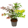 PLANT IN A BOX - érable du Japon - Acer palmatum 'Festival' - Hauteur 60-70cm - âŒ€19cm - vignette