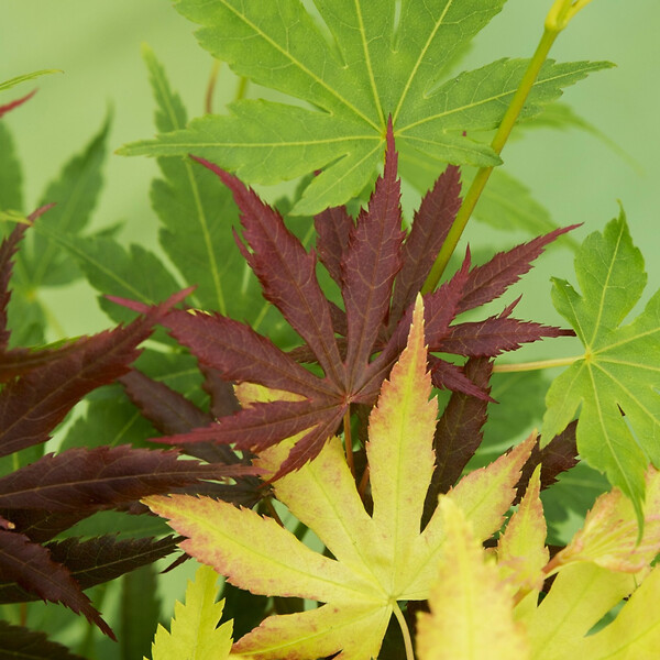 PLANT IN A BOX - érable du Japon - Acer palmatum 'Festival' - Hauteur 60-70cm - âŒ€19cm - large