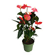 PLANT IN A BOX - Langue de feu - Anthurium 'Maine Pink' - Hauteur 55-70cm - Pot 17cm - vignette