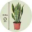PLANT IN A BOX - Mélange de plantes faciles d'entretien - Set de 4 - Hauteur 25-40cm - ⌀12cm - vignette
