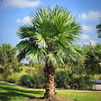 PLANT IN A BOX - Palmier de Chine - Set de 2 - Trachycarpus Fortunei - Hauteur 35-45cm - ⌀15cm - vignette
