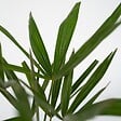 PLANT IN A BOX - Palmier de Chine - Set de 2 - Trachycarpus Fortunei - Hauteur 35-45cm - ⌀15cm - vignette