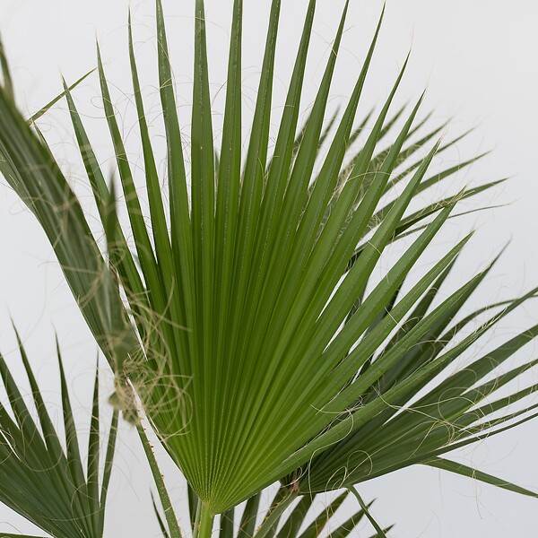 PLANT IN A BOX - Palmier de Washington - Set de 2 - Washingtonia robusta - H50-60cm - ⌀15cm - large