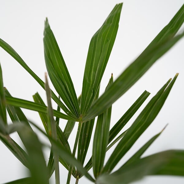 PLANT IN A BOX - Palmier de Chine - Set de 4 - Trachycarpus Fortunei - Hauteur 35-45cm - ⌀15cm - large