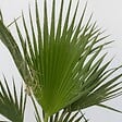 PLANT IN A BOX - Palmier de Washington - Washingtonia robusta - Hauteur 50-60cm - ⌀15cm - vignette