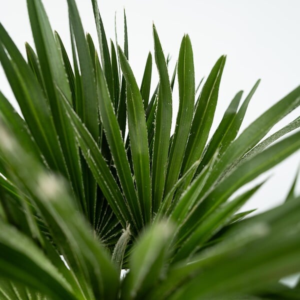 PLANT IN A BOX - Palmier nain - Chamaerops 'Vulcano' - Hauteur 45-55cm - ⌀24cm - large