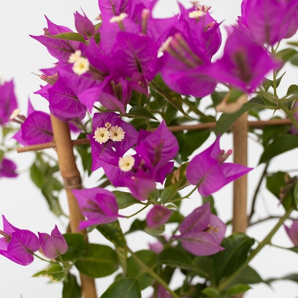 PLANT IN A BOX - Bougainvillier - Bougainvillea 'Alexandra' - Hauteur 50-60cm - ⌀17cm - large