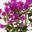 PLANT IN A BOX - Bougainvillier - Bougainvillea 'Alexandra' - Hauteur 50-60cm - ⌀17cm - vignette