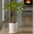PLANT IN A BOX - Arbre à argent - Pachira aquatica - Hauteur 60-70cm - ⌀17cm - vignette
