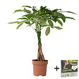 PLANT IN A BOX - Arbre à argent - Pachira aquatica - Hauteur 60-70cm - ⌀17cm - vignette
