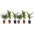 PLANT IN A BOX - Mélange de palmiers d'extérieur - Set de 6 - Hauteur 50-70cm - ⌀15cm - vignette