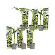 PLANT IN A BOX - Bananier du Japon - Set de 6 - Musa basjoo - Hauteur 25-40cm - ⌀9cm - vignette