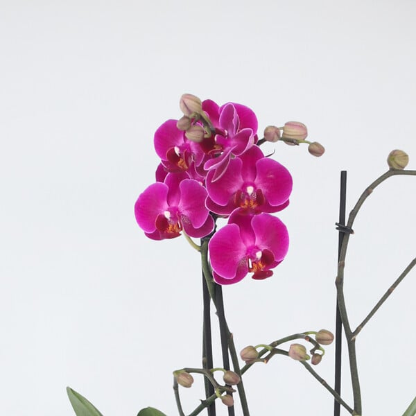 PLANT IN A BOX - Orchidée papillon - Phalaenopsis Multiflora - Hauteur 35-45cm - ⌀12cm - large