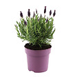 PLANT IN A BOX - Lavande vraie - Lavandula stoechas 'Anouk' - Hauteur 25-35cm - ⌀15cm - vignette
