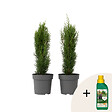 PLANT IN A BOX - Cyprès de Provence - Set de 2 - Cupressus 'Totem' - H60-80cm - ⌀19cm - vignette