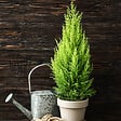 PLANT IN A BOX - Cyprès de Provence - Set de 2 - Cupressus 'Totem' - H60-80cm - ⌀19cm - vignette