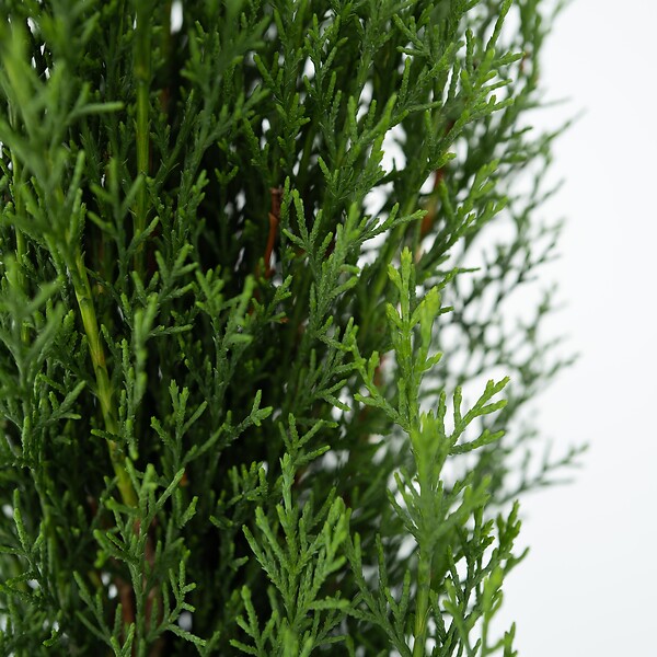 PLANT IN A BOX - Cyprès de Provence - Set de 2 - Cupressus 'Totem' - H60-80cm - ⌀19cm - large