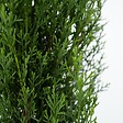PLANT IN A BOX - Cyprès de Provence - Set de 2 - Cupressus 'Totem' - H60-80cm - ⌀19cm - vignette