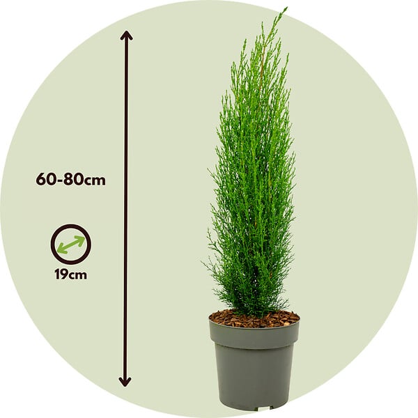 PLANT IN A BOX - Cyprès de Provence - Set de 2 - Cupressus 'Totem' - H60-80cm - ⌀19cm - large