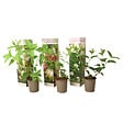 PLANT IN A BOX - Hortensia - Set de 3 - Hortensia paniculata - Hauteur 25-35cm - ⌀9cm - vignette