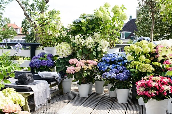 PLANT IN A BOX - Hortensia - Set de 6 - Hydrangea macrophylla - Hauteur 25-40cm - ⌀10,5cm - large