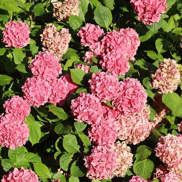 PLANT IN A BOX - Hortensia - Set de 6 - Hydrangea macrophylla - Hauteur 25-40cm - ⌀10,5cm - large
